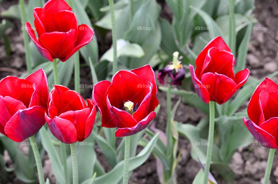 Tulips at Various Stages