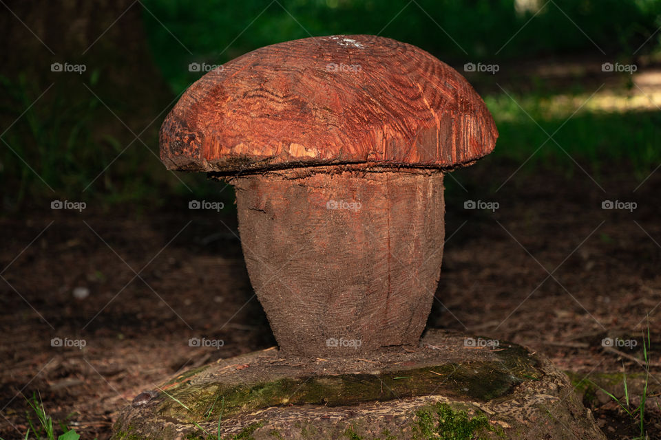 mushroom of wood