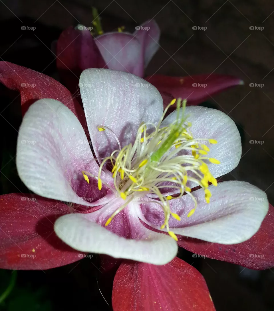 Columbine