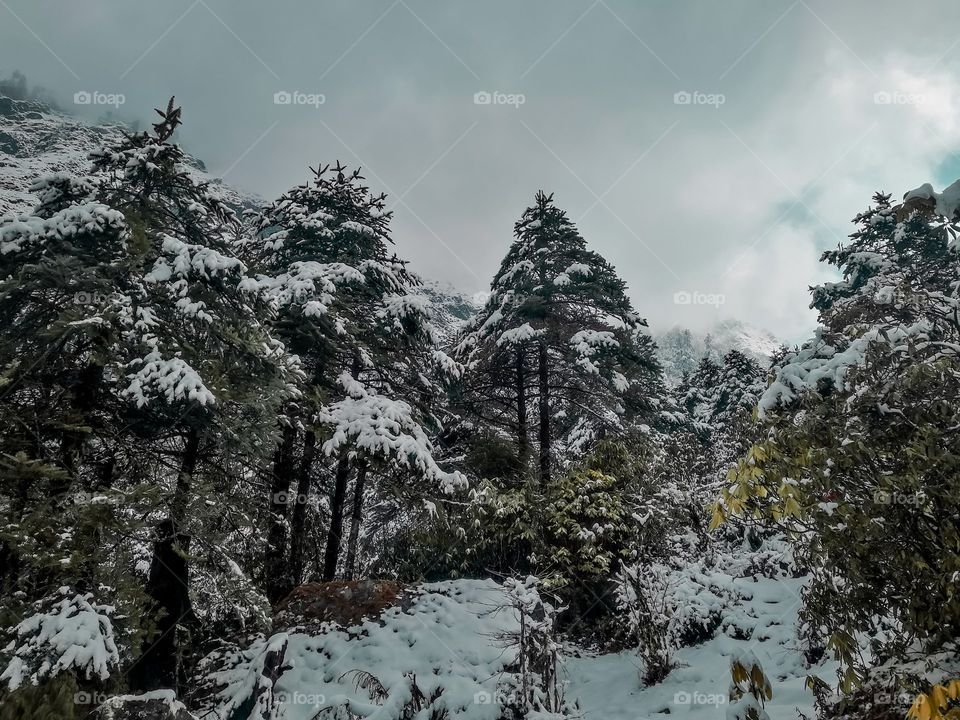 Snow Covered Tall Trees On A Cloudy Day