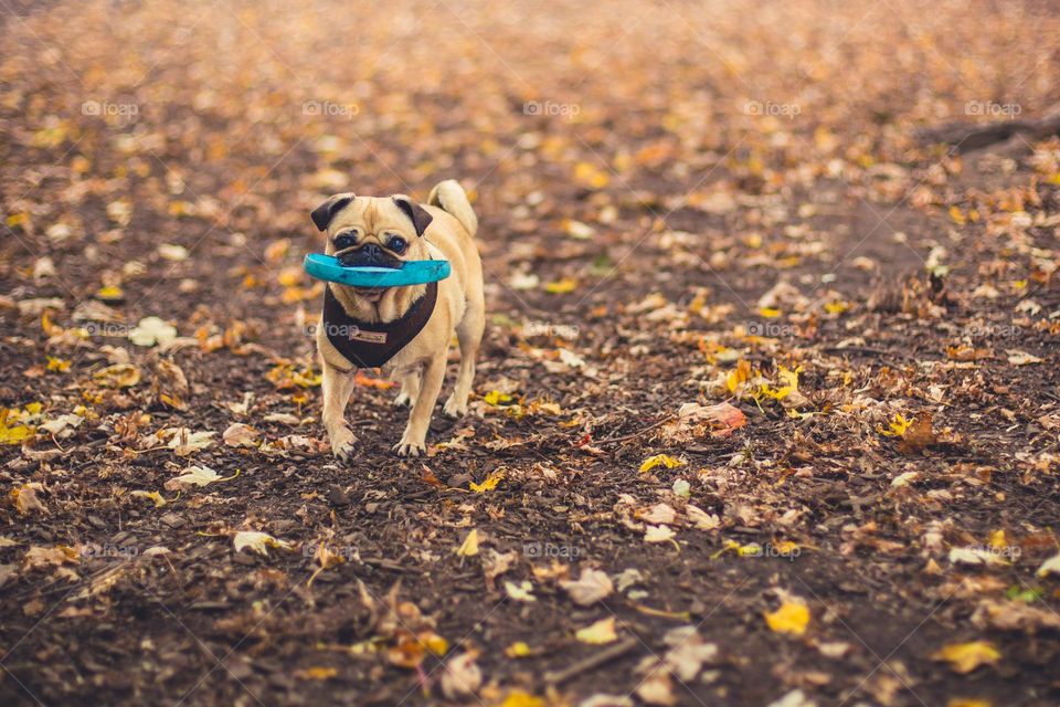 A dog is bringing back his toy to his owner. Pets love a game of fetch on a cool fall day at the park.