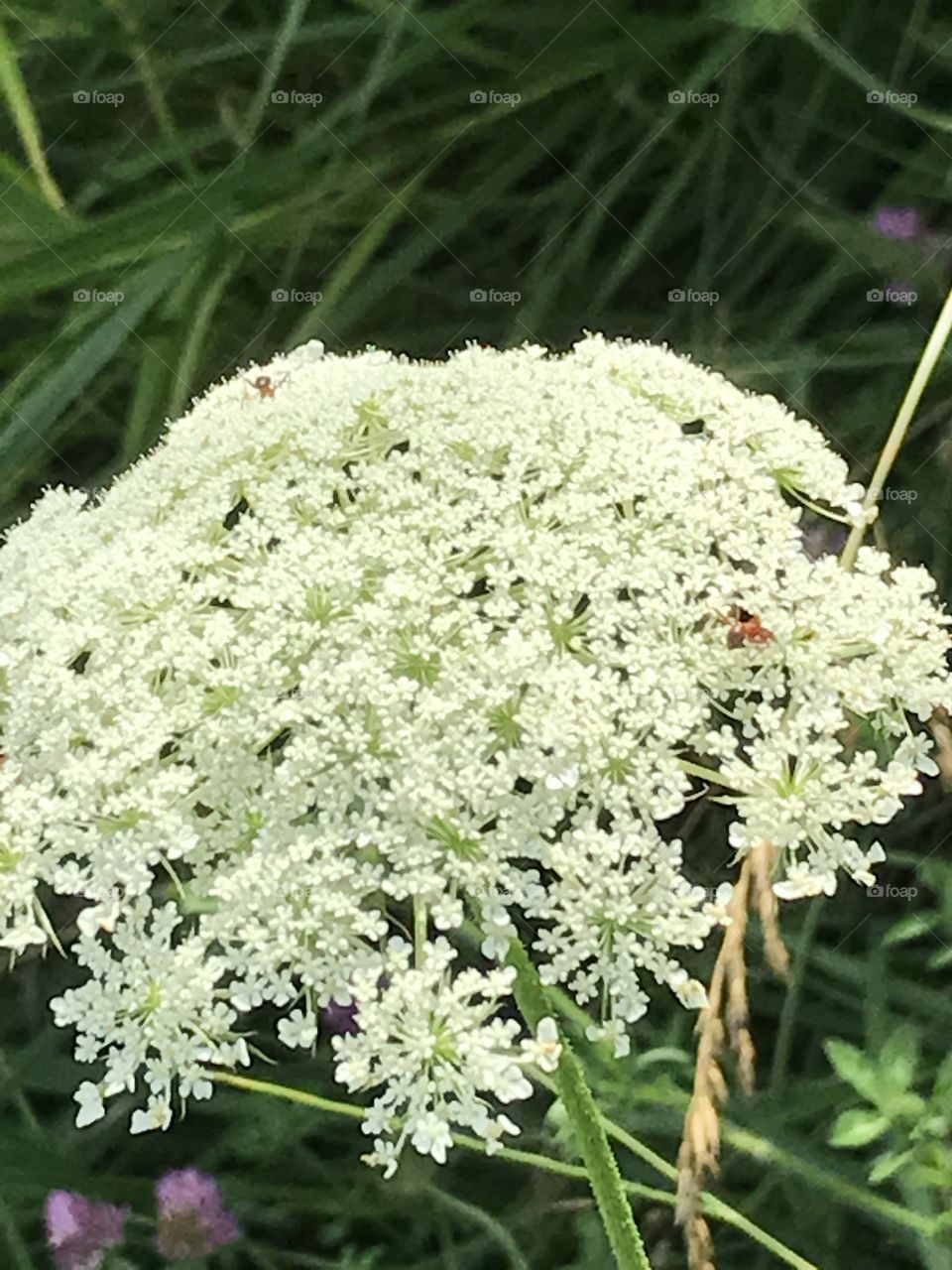 Flora, Nature, Flower, Garden, Summer