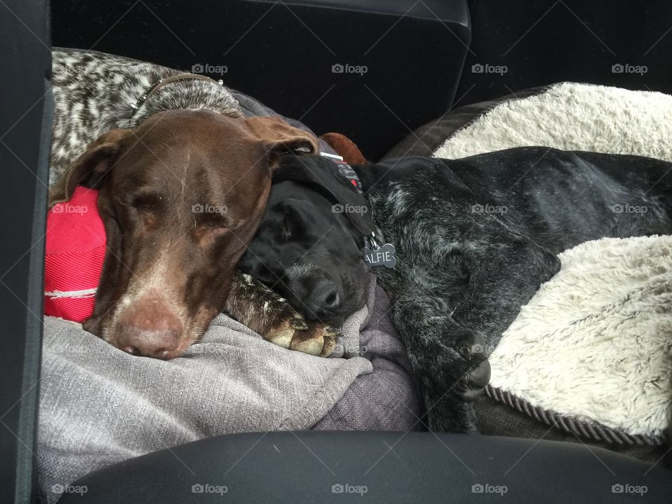 Alfie and Amare nap during a long road trip 