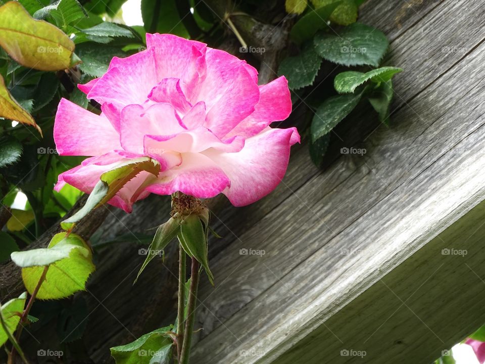 The beauty of the flowers