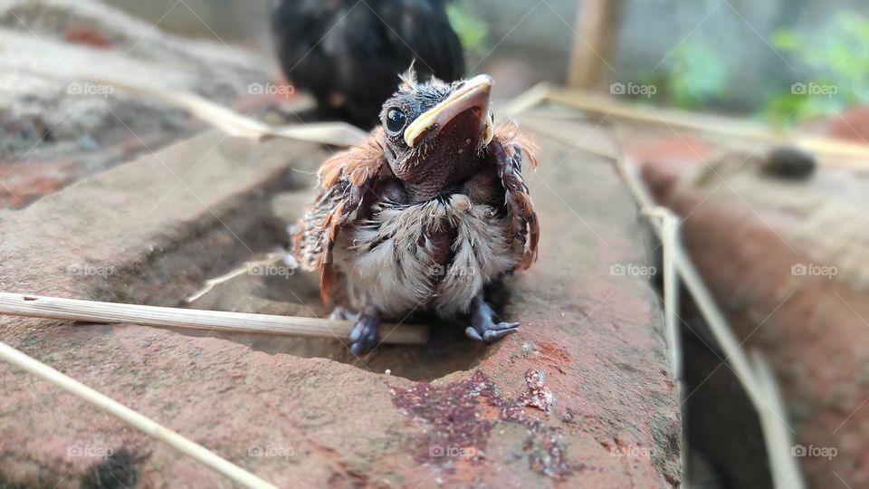 I Save Life Of This Baby Bird