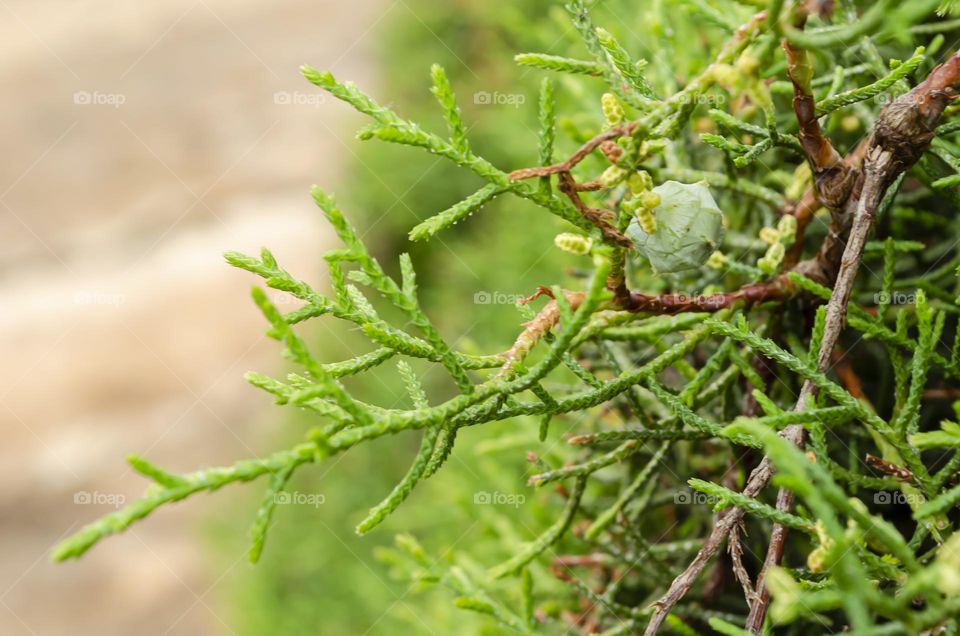 Capressus Macrocarpa Closeup