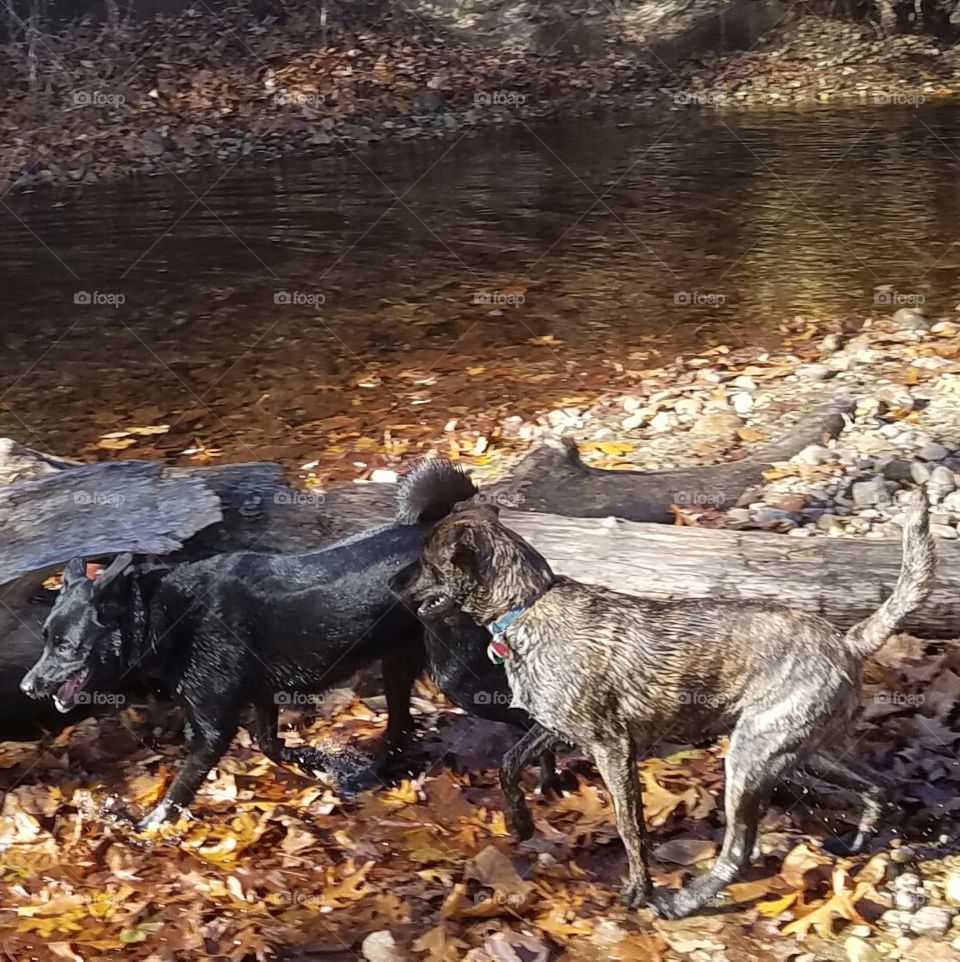 Autumn dogs river
