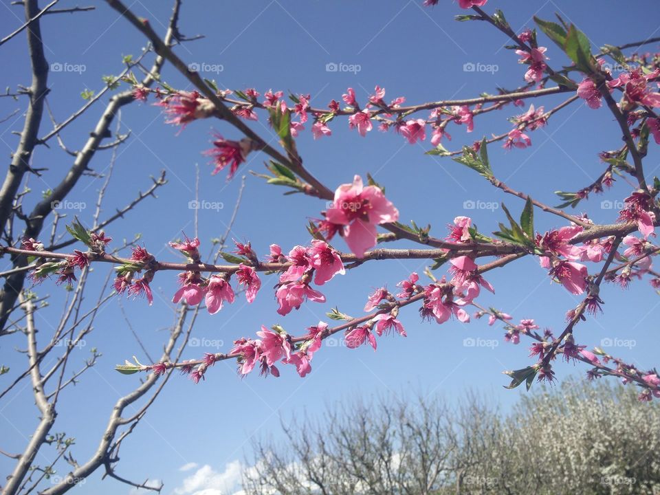 plant potraits flower lover blossoming trees amazing atmosphere environment clean and fresh Air natural photography
📸 Muneeb bhat
