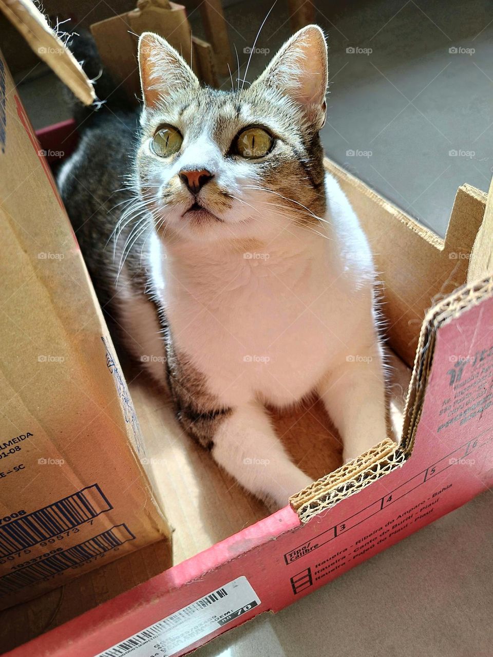 The kitten has her ears and eyes attentive! Green eyes, orange muzzle and white coat mixed with gray. She really likes to lie down in the cardboard box, like all felines.