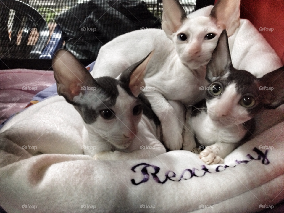 bulgaria cats 3 by cminev