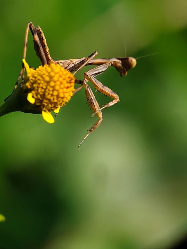 Intrusive visitor