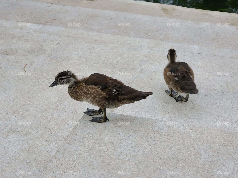 Ducks