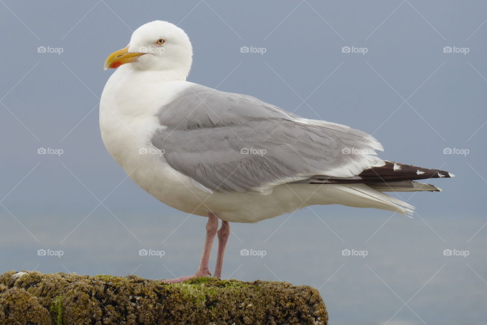 Seagull