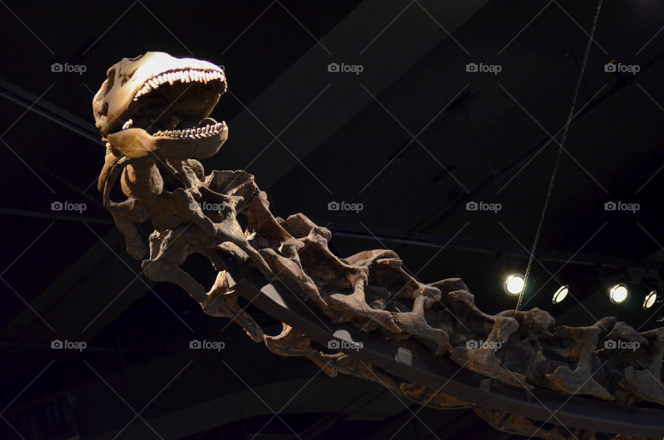 dinosaur skeleton at the Field museum in Chicago Illinois