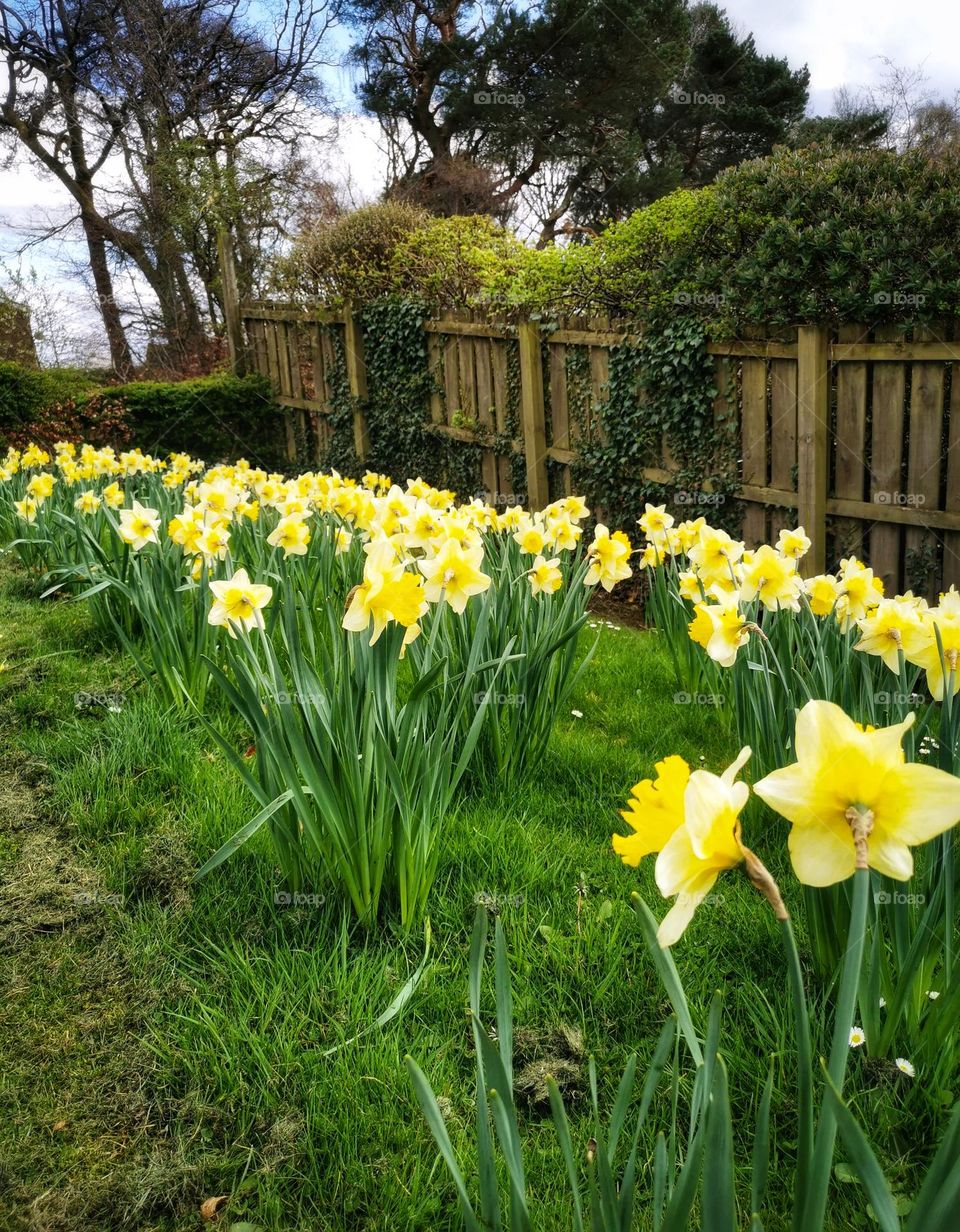 Daffodils