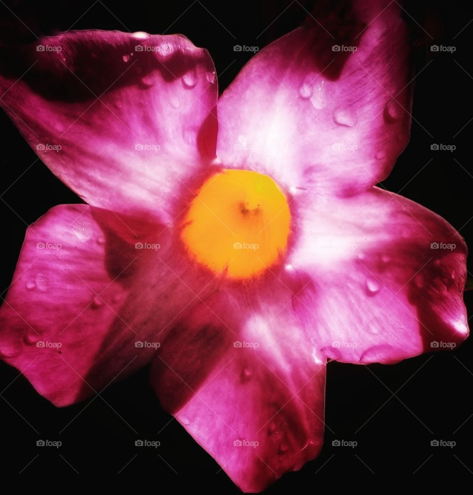 Water Droplet Petals