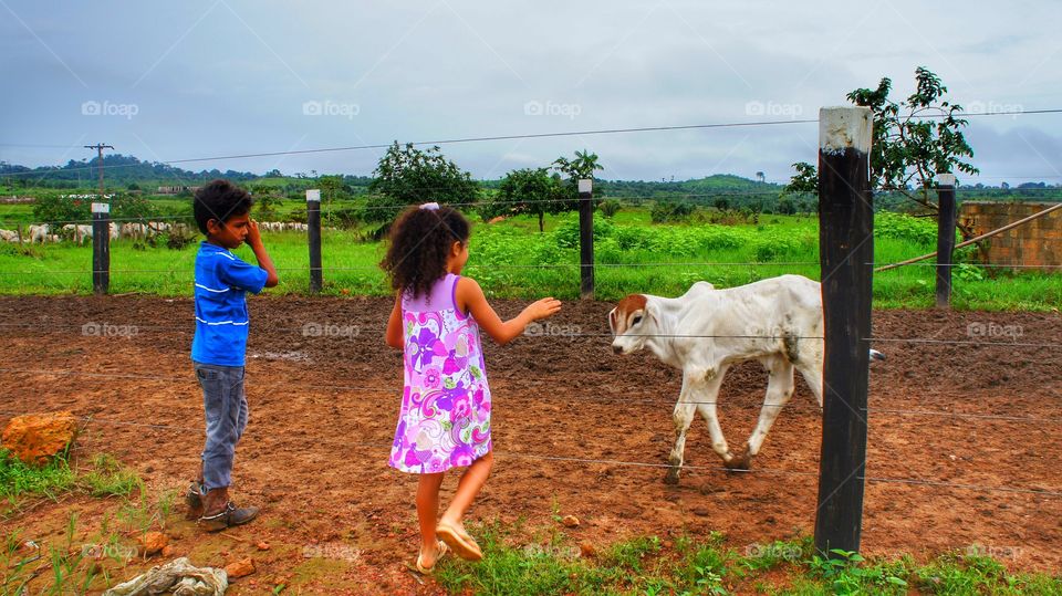 crianças e bezerro - children And calf