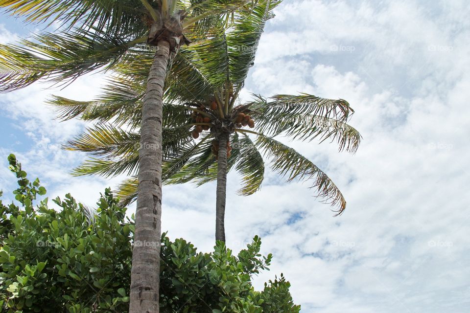 Palm trees and wild 