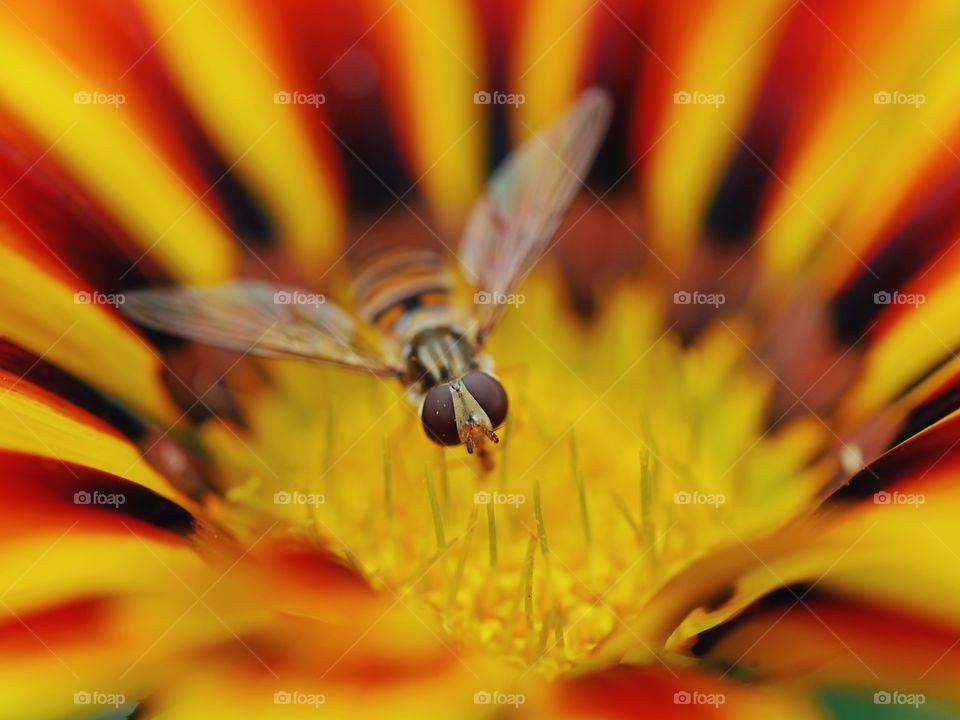 Hoverfly pollinating gazania flower