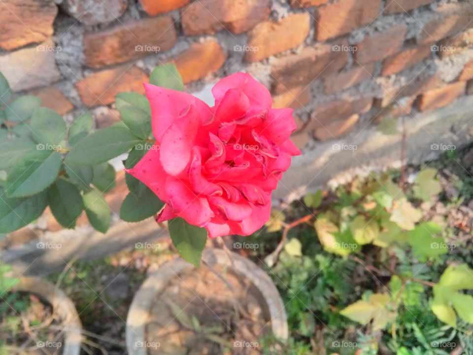 a beautiful rose flowers in the garden.