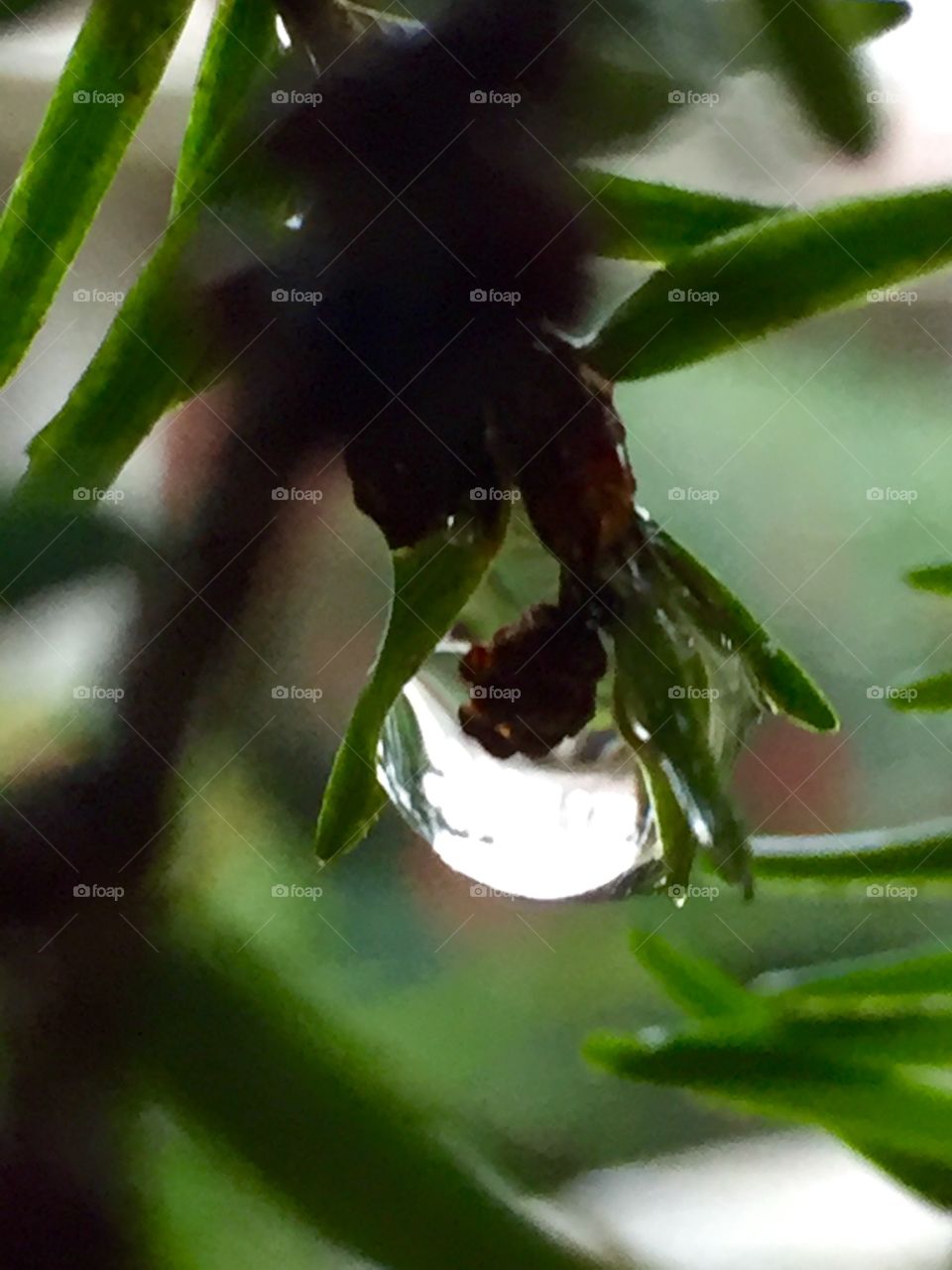 Hemlock reflections