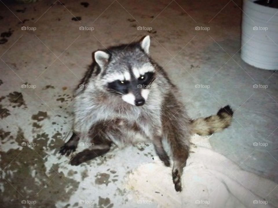 Playful Raccoon Washed His Paws On Patio