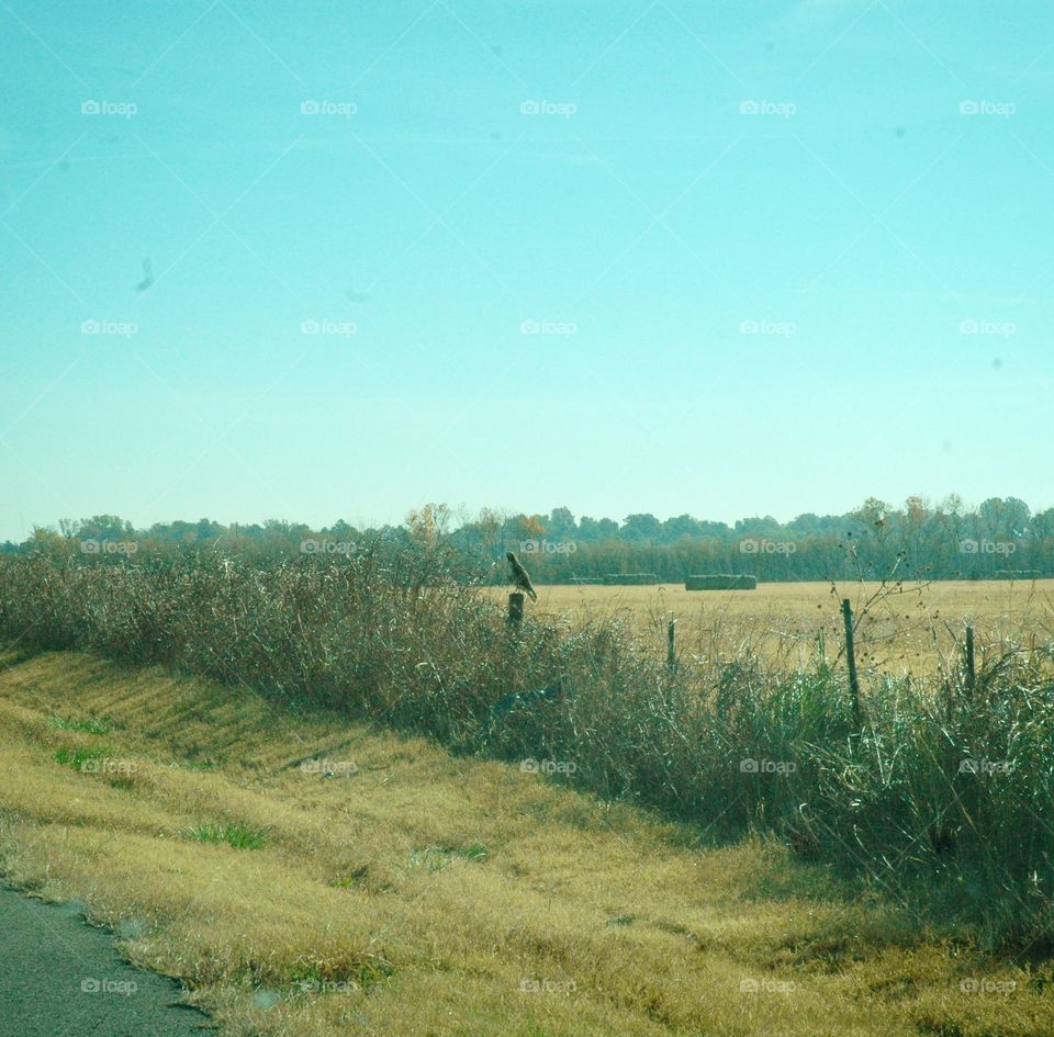 hawk on a fence post