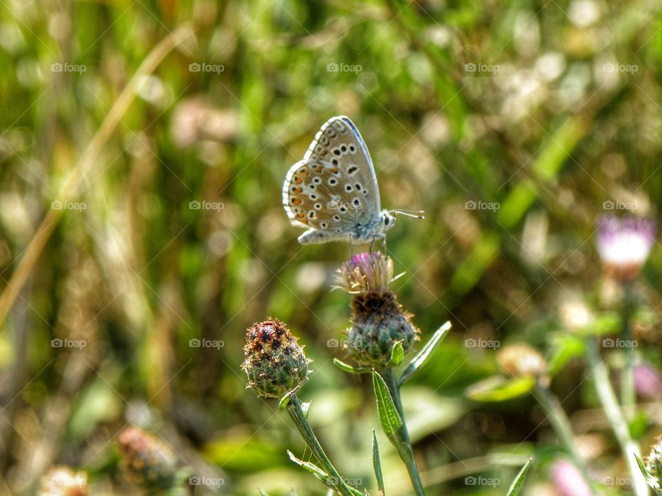 butterfly