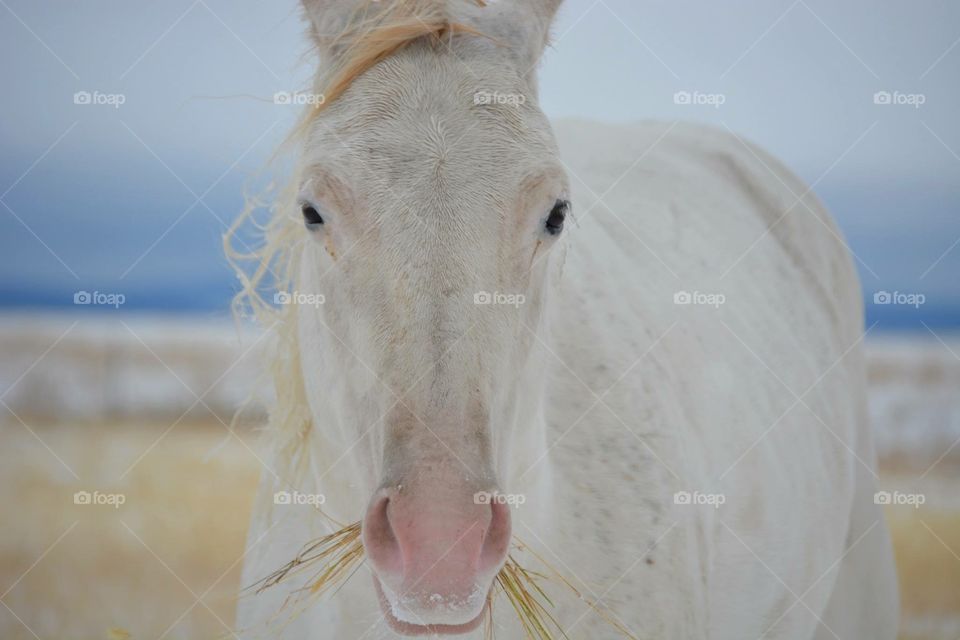 White beautiful quarter horse