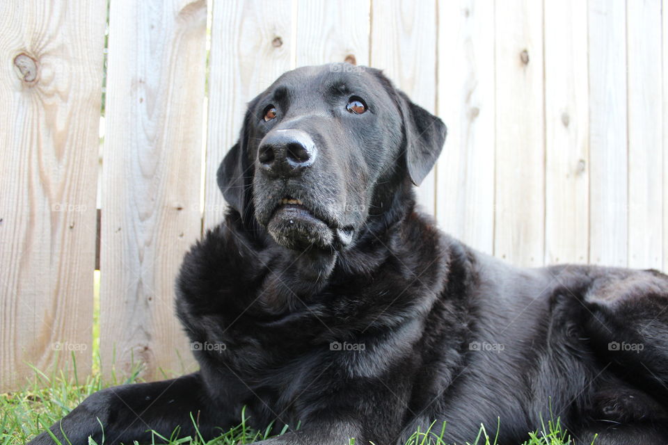 Black Labrador dog relaxing in the grass