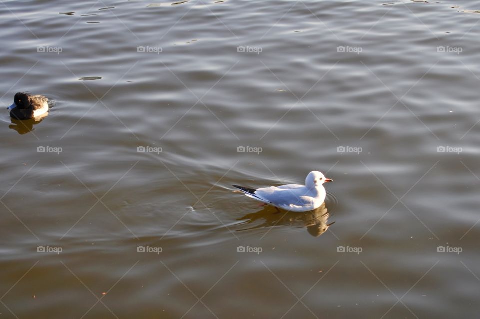 seagull floating on the lake