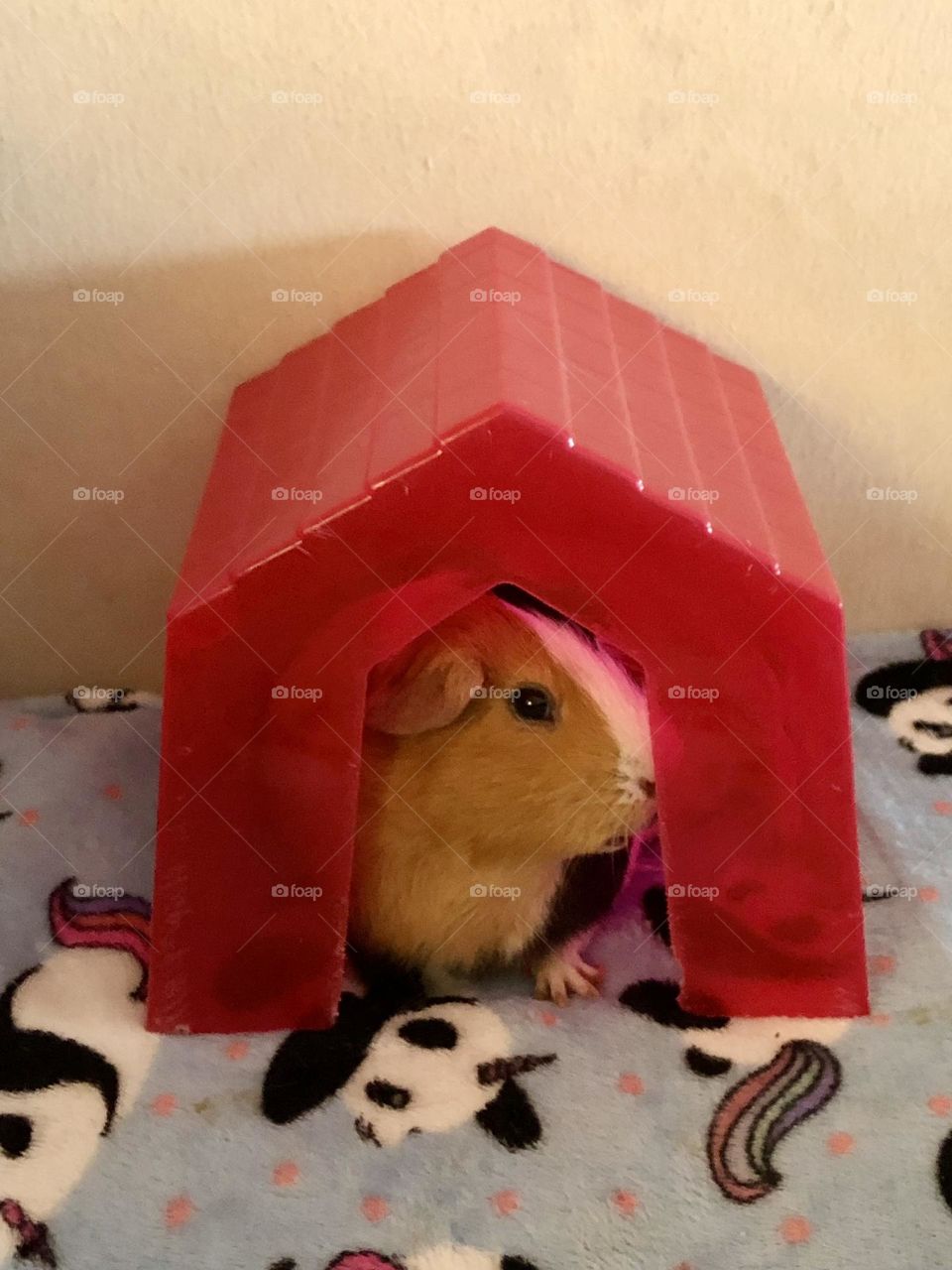 Peeking out from his hiding place / Danny boy 🐾