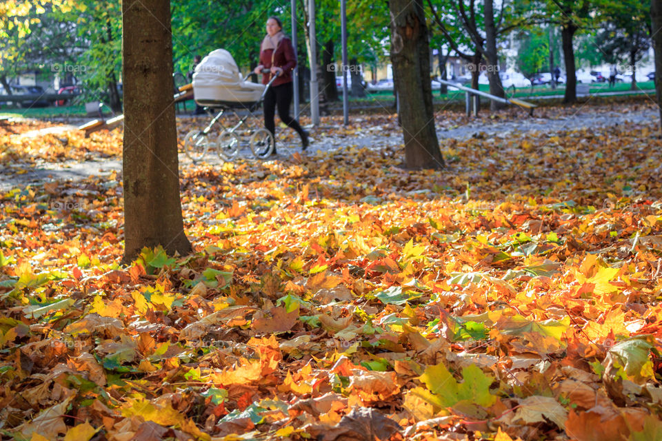 walk in the autumn city park