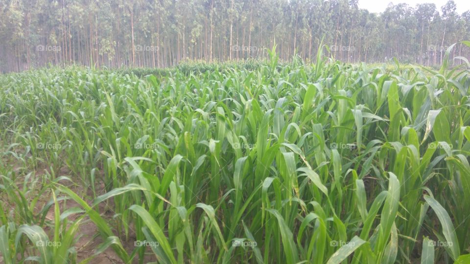 lovely cropping with green leafy