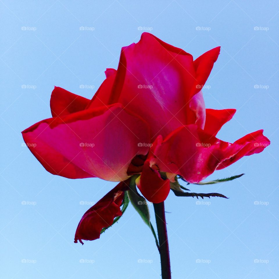 A pretty single red rose, with blue sky as its background. The rose is in full bloom!
