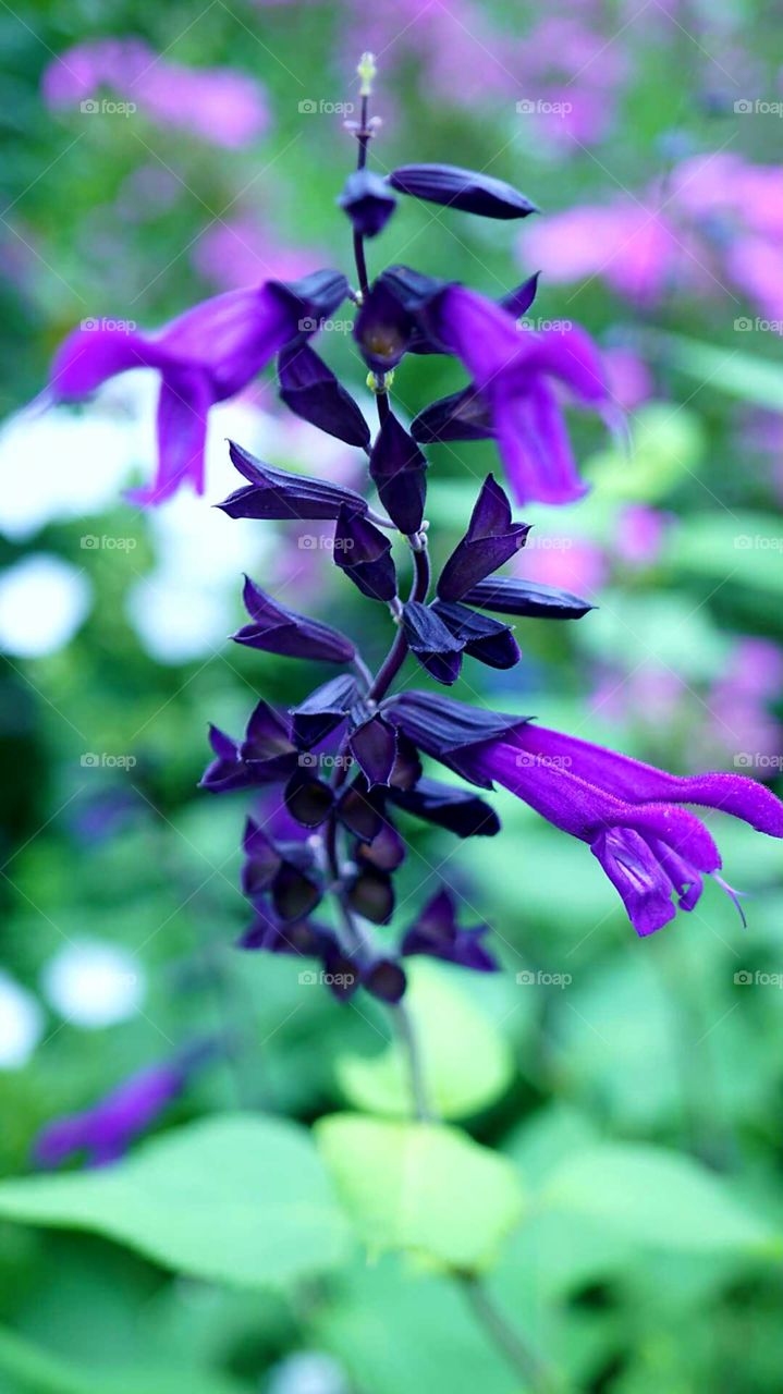 purple flowers.