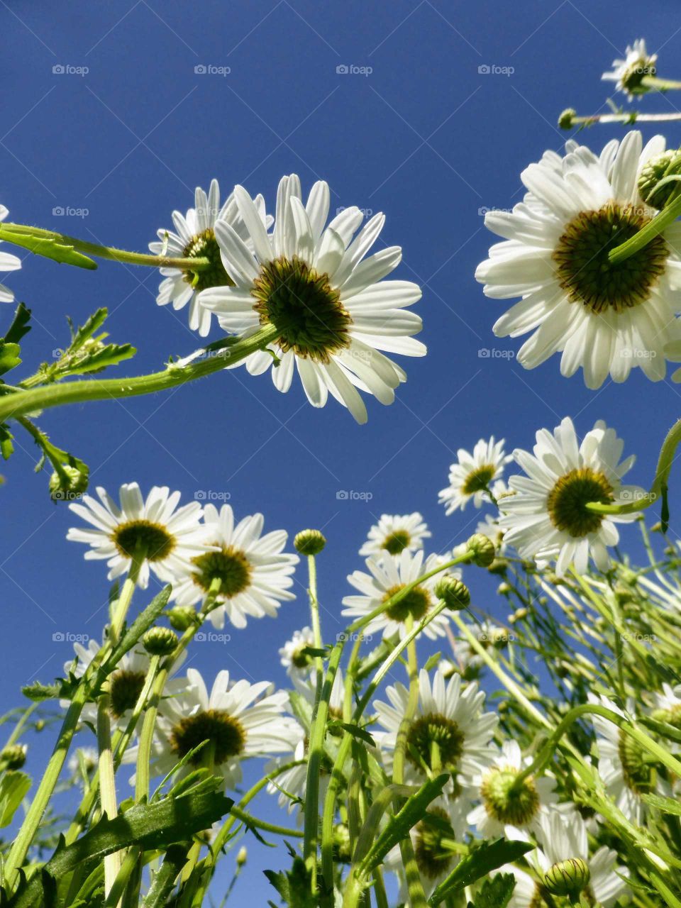 Sky Daisies