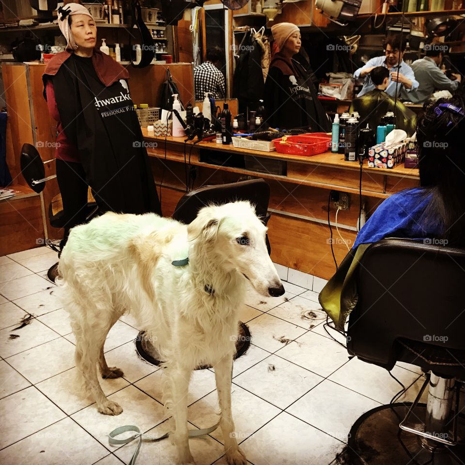 Big White Dog In Chinatown NYC barber Shop is Still Green From St Patrick’s Day And He Doesn’t Seem Happy About The Holiday!