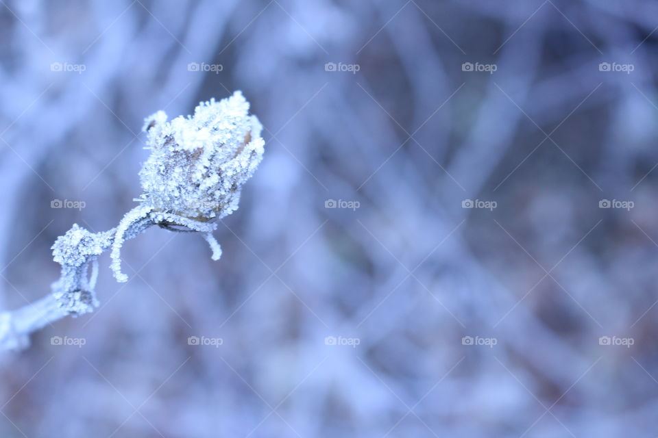 frozen rose