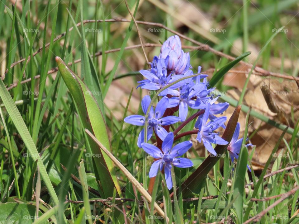 First spring flowers