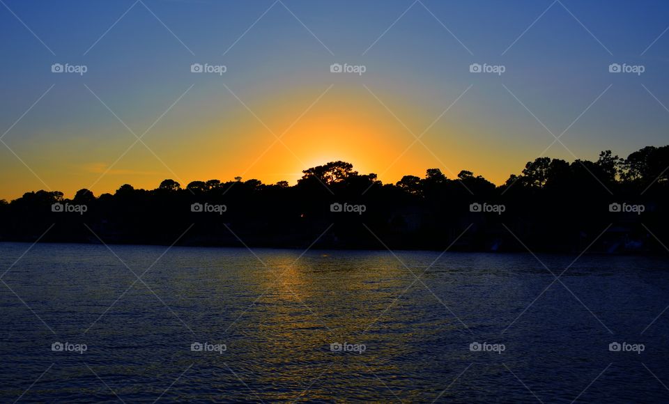 Silhouette of trees during sunset