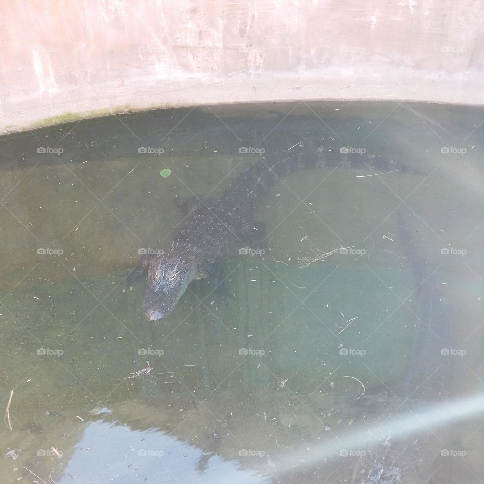 Alligator