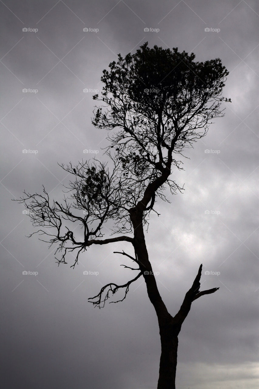 sky outdoors dark tree by king