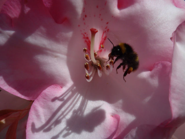 Buzzing Bee