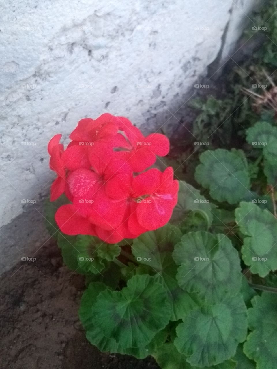 flor de lindo color