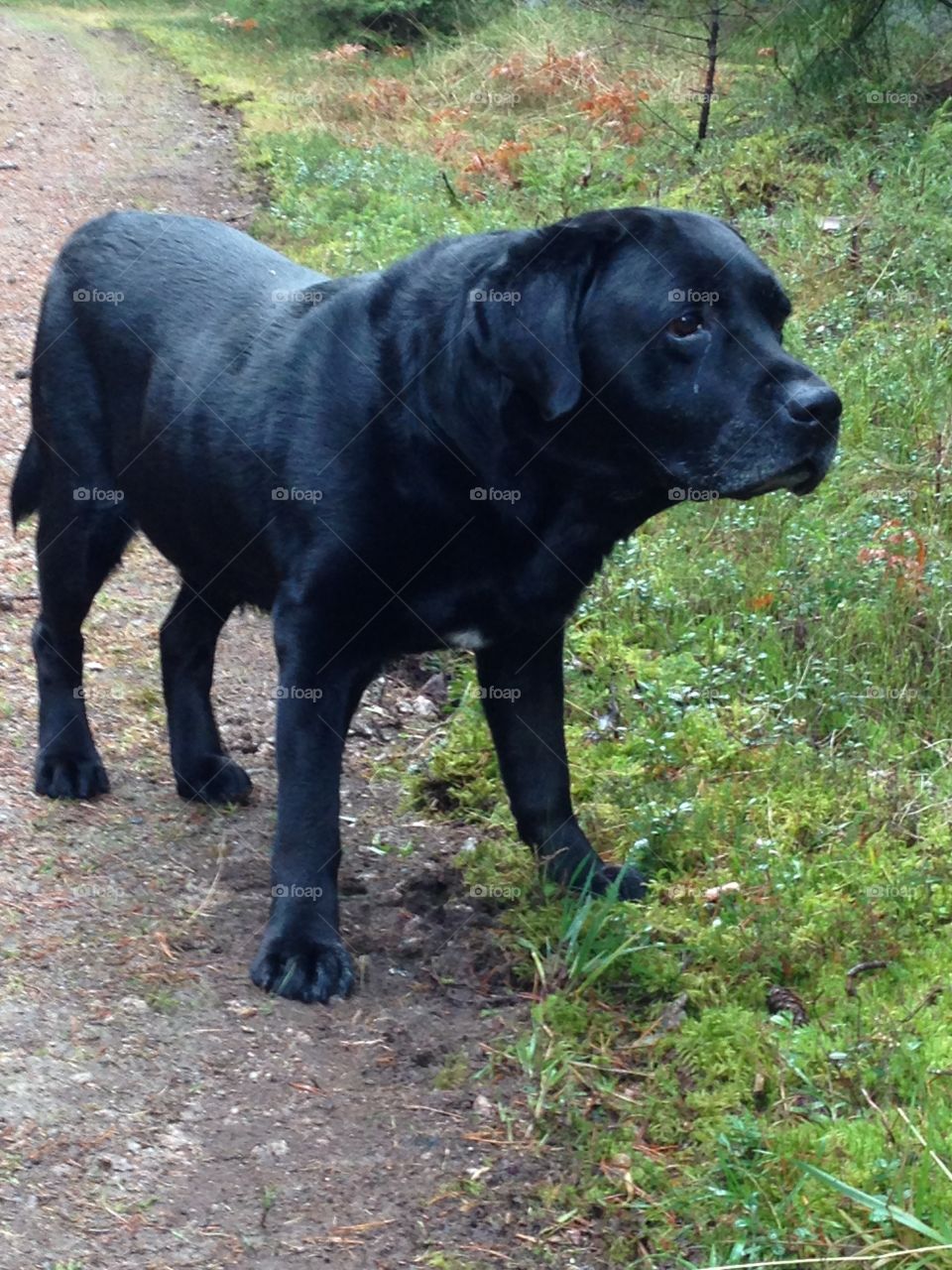 Dog in the forest. My beloved dog
30/01/2004 - 30/07/2015
You will be missed forever <3