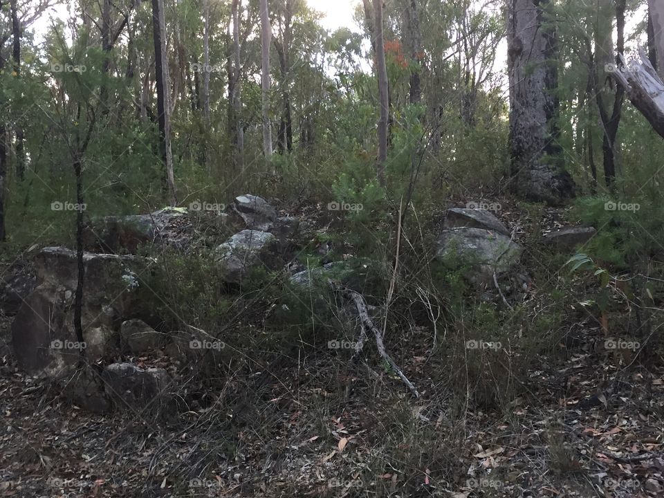 Bush in the shade