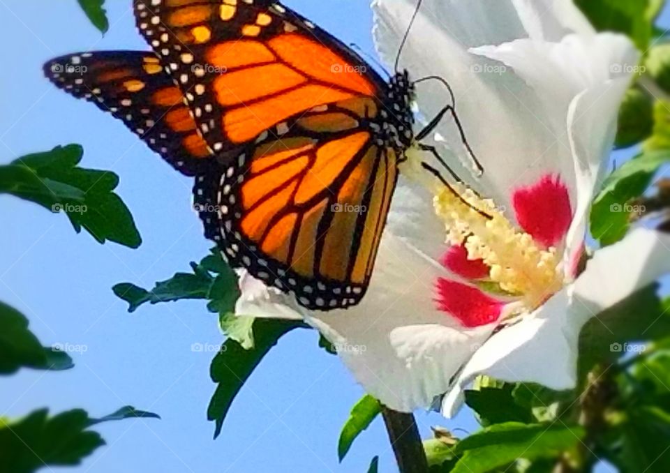 Gorgeous Monarch Butterfly