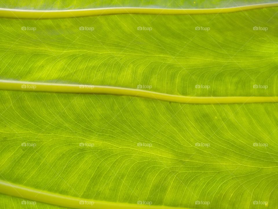 pattern of leaf finger print
