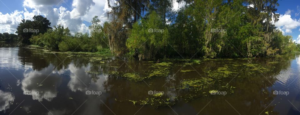 Swamp